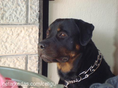 dexter Erkek Rottweiler