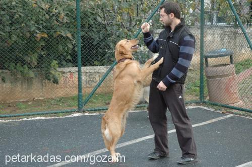 maya Dişi Golden Retriever