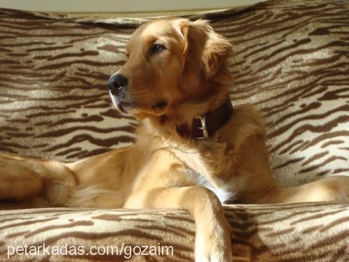 maya Dişi Golden Retriever