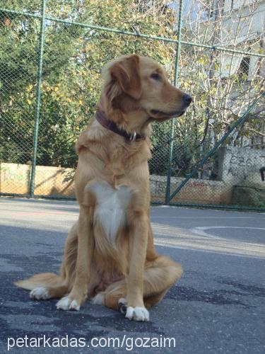 maya Dişi Golden Retriever