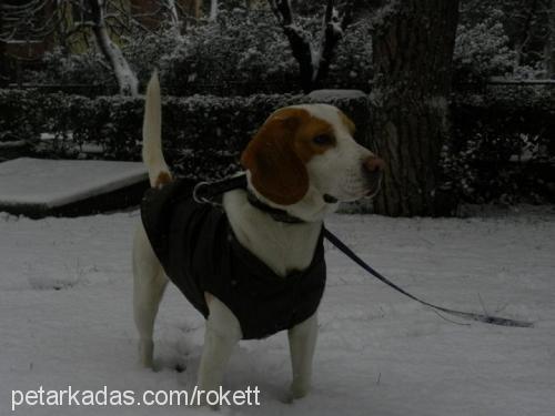 roket Erkek Beagle