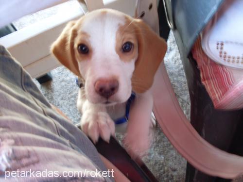 roket Erkek Beagle