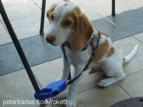 roket Erkek Beagle