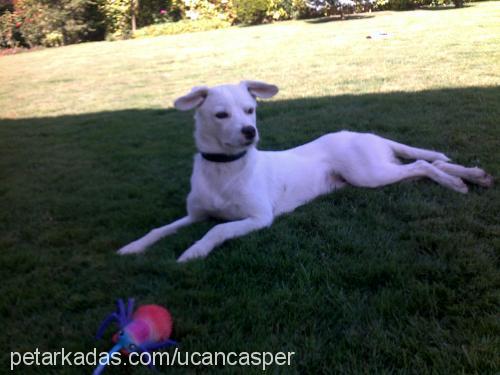 casper Erkek Jack Russell Terrier