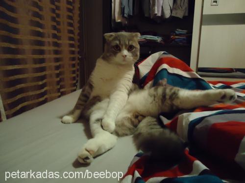 beebop Erkek Scottish Fold