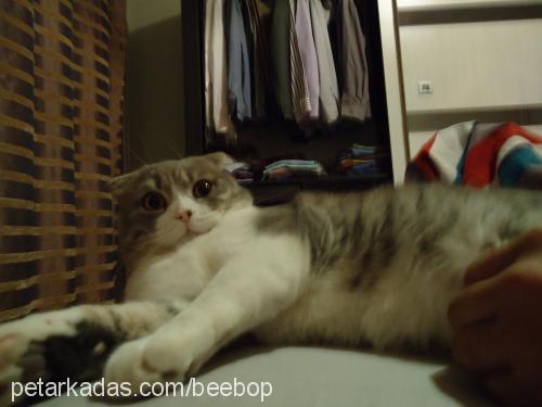 beebop Erkek Scottish Fold