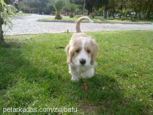 zilli Dişi Norfolk Terrier