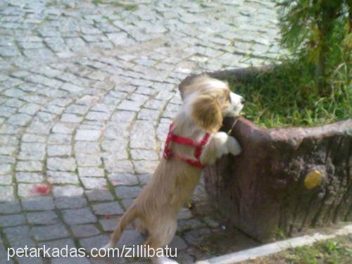 zilli Dişi Norfolk Terrier