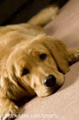 badem Dişi Golden Retriever