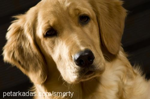 badem Dişi Golden Retriever