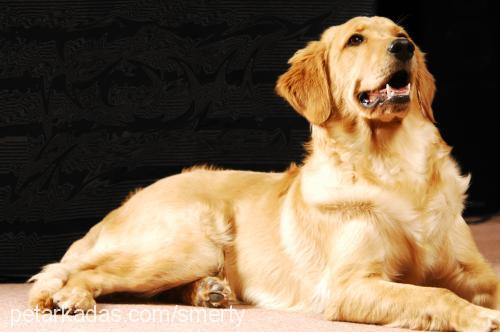 badem Dişi Golden Retriever