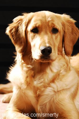 badem Dişi Golden Retriever