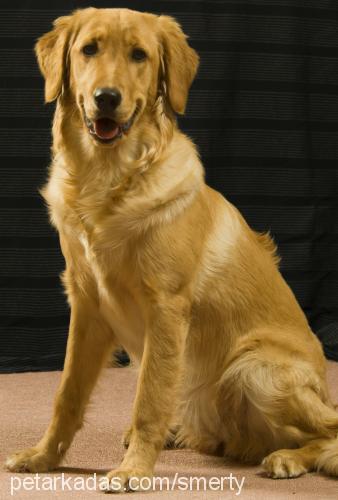 badem Dişi Golden Retriever