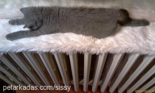 sissy Dişi British Shorthair