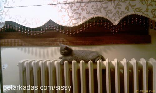 sissy Dişi British Shorthair