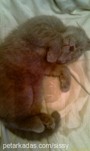 sissy Dişi British Shorthair