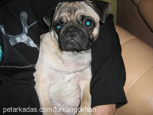 gucci Dişi Pug