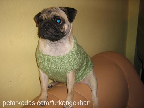 gucci Dişi Pug