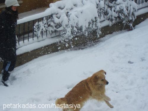 mozi Erkek Golden Retriever