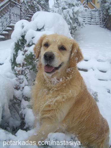 mozi Erkek Golden Retriever