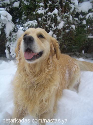 mozi Erkek Golden Retriever