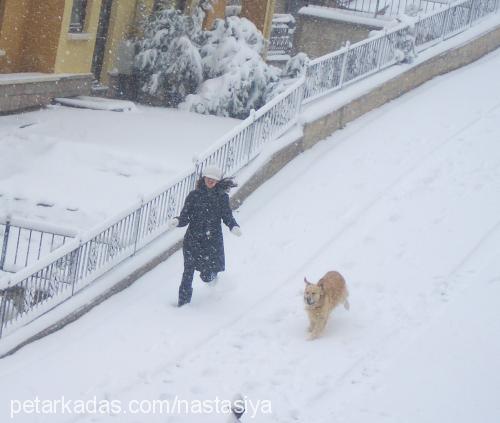 mozi Erkek Golden Retriever