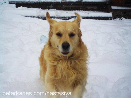 mozi Erkek Golden Retriever