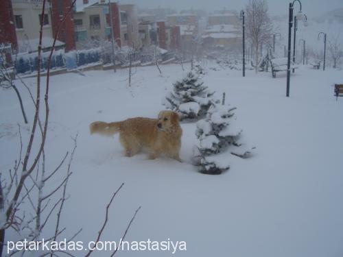 mozi Erkek Golden Retriever