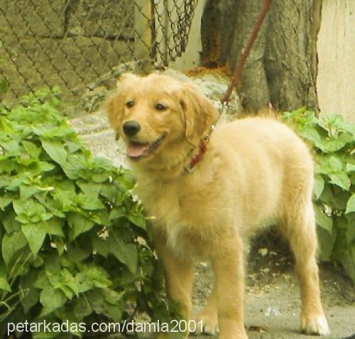 lady Dişi Golden Retriever