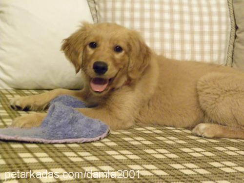 lady Dişi Golden Retriever