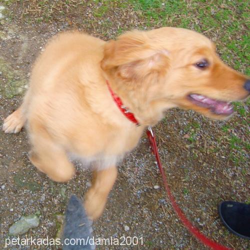 lady Dişi Golden Retriever