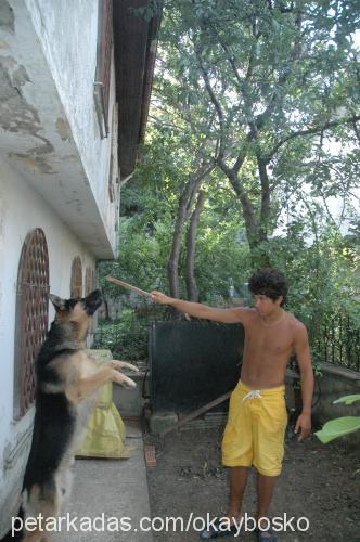 bosko Erkek Alman Çoban Köpeği