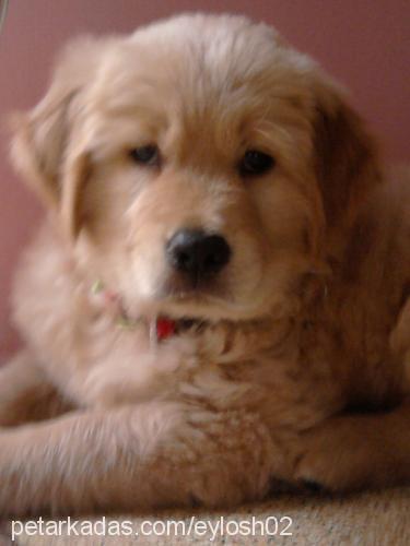 cookie Dişi Golden Retriever