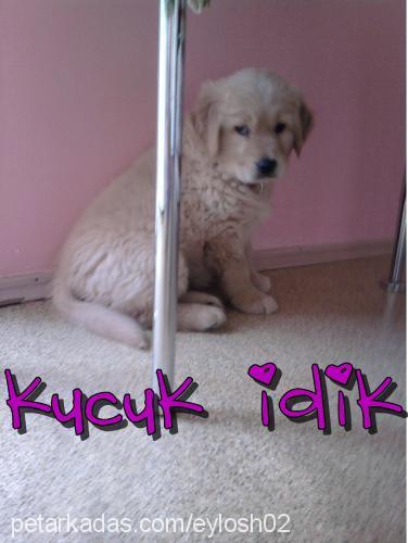 cookie Dişi Golden Retriever