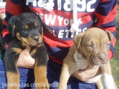 zeyna Dişi Rottweiler