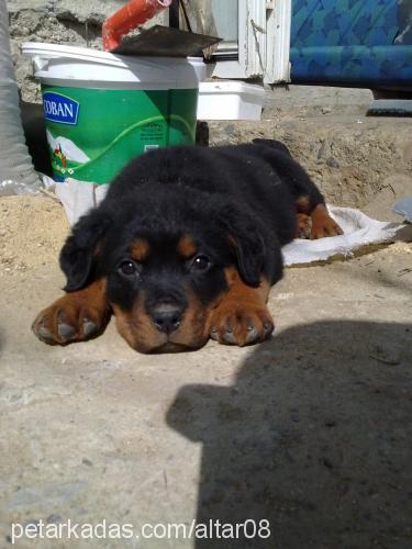 zeyna Dişi Rottweiler