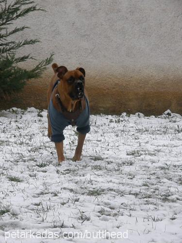 odin Erkek Boxer