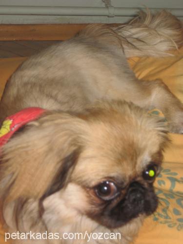 maya Dişi Pekingese