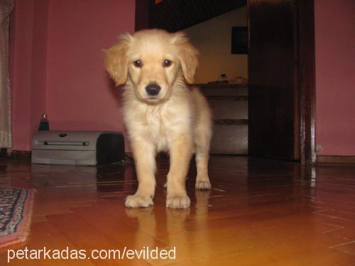 lucy Dişi Golden Retriever