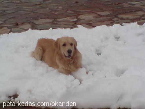 gofret Erkek Golden Retriever