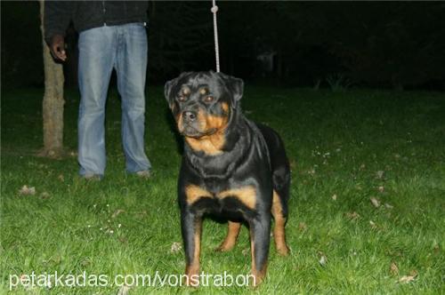 chelsy Erkek Rottweiler