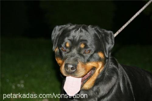 chelsy Erkek Rottweiler