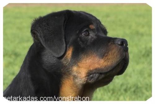 noya Dişi Rottweiler