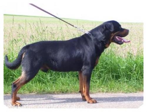 kent Erkek Rottweiler