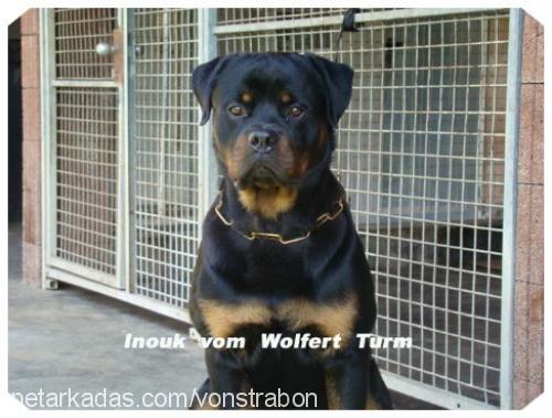 İnouk Erkek Rottweiler