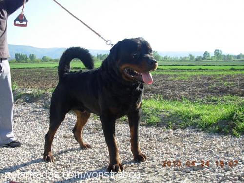 ubul Erkek Rottweiler