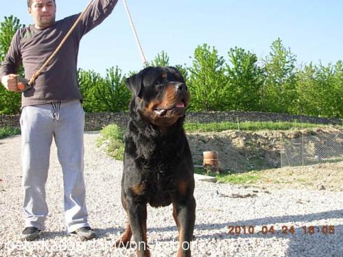 ubul Erkek Rottweiler