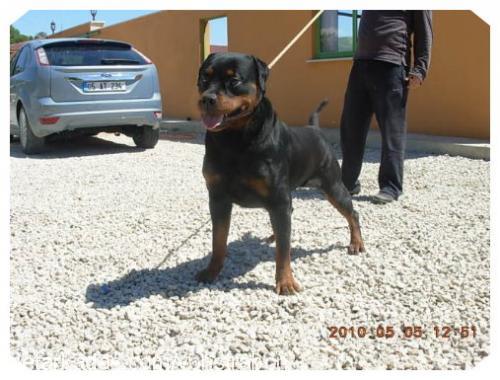 debby Dişi Rottweiler