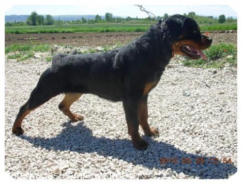 xira Dişi Rottweiler