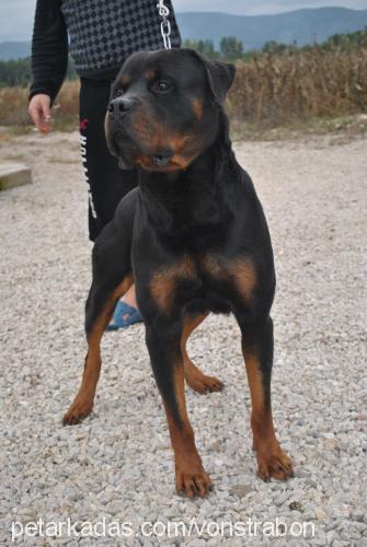 kent Erkek Rottweiler